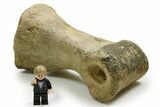 Rare Tyrannosaurus rex (T-Rex) Toe Bone Fossil - Wyoming #382411-5